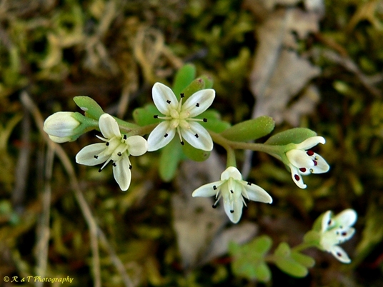 {Sedum pusillum}